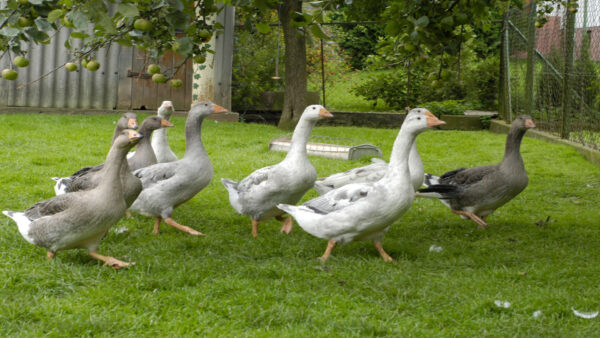 Gefluegel-Bild-1