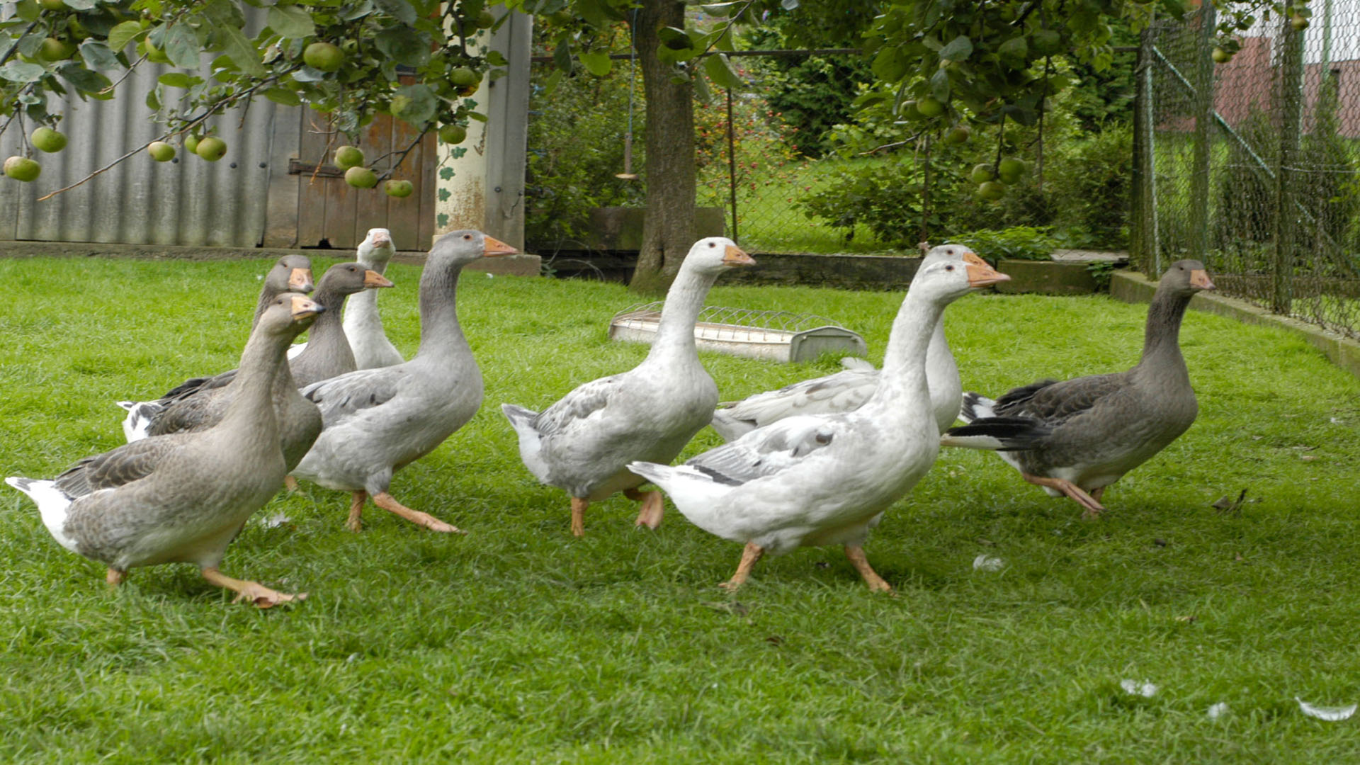 Unser Geflügel Geflügelhof Bleuel